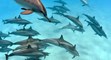 Shoab Sataya (DOLPHIN REEF)