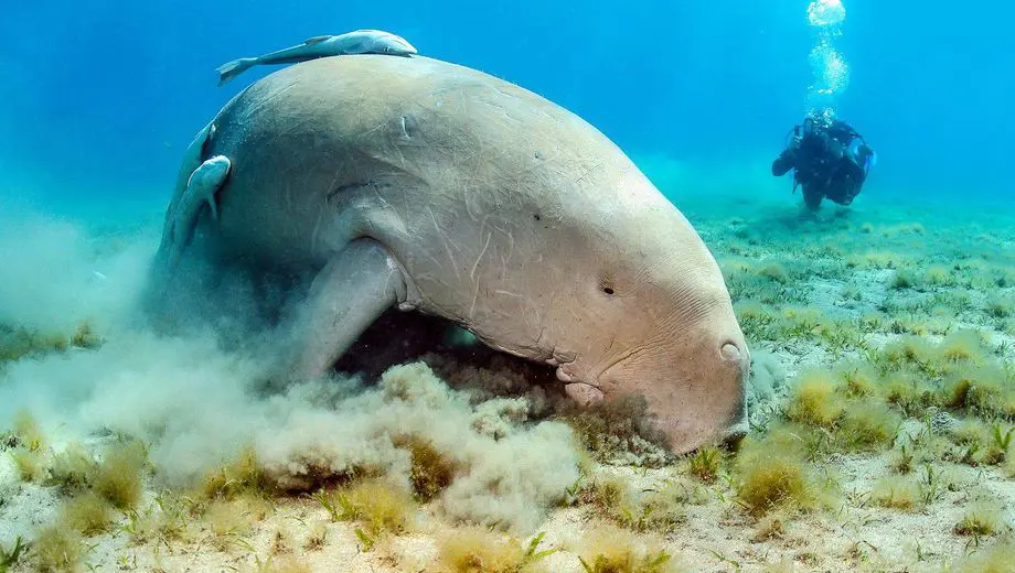 Dugong Boat Trip