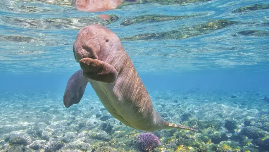 Dugong Boat Trip
