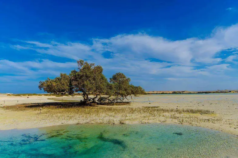 Ras Honkorab Mangrove Bay