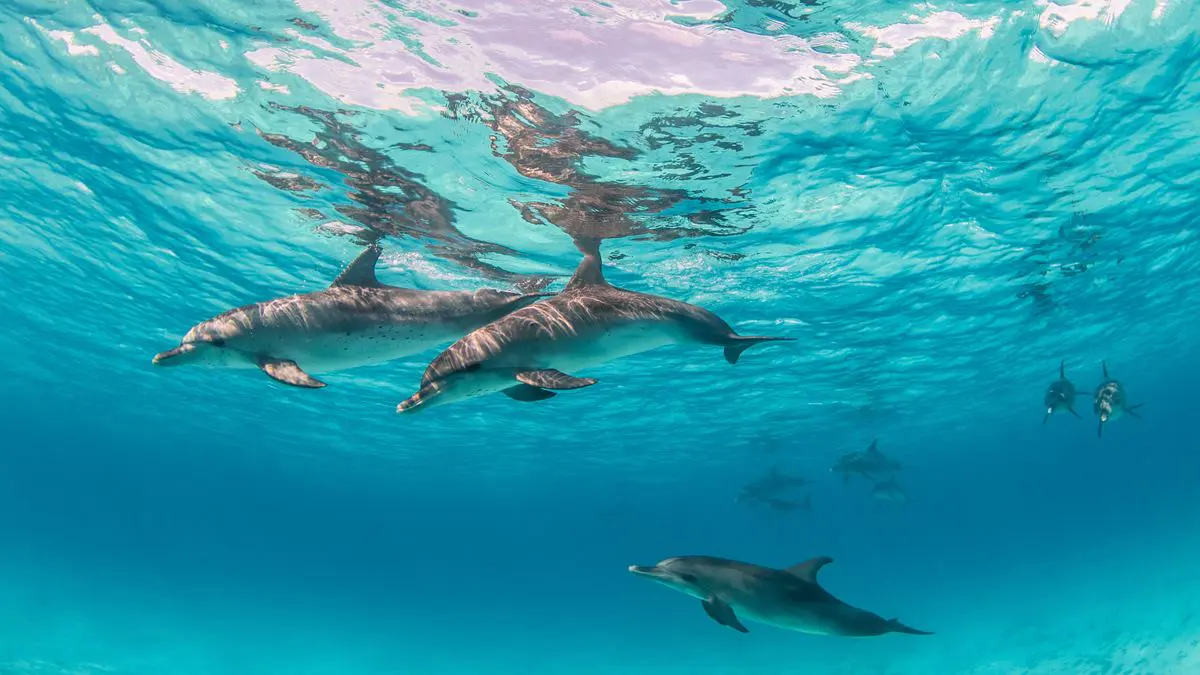 Dolphin House Boat Trip