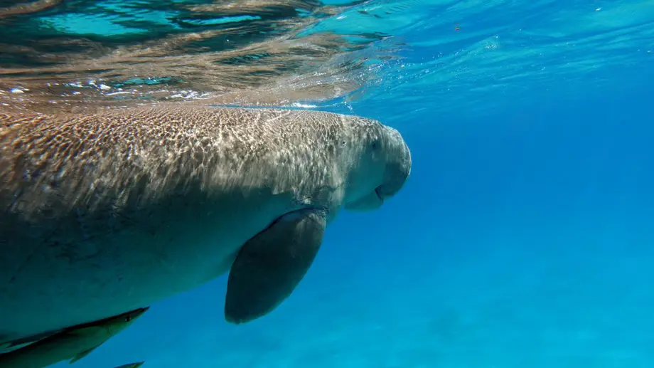 Dugong Boat Trip