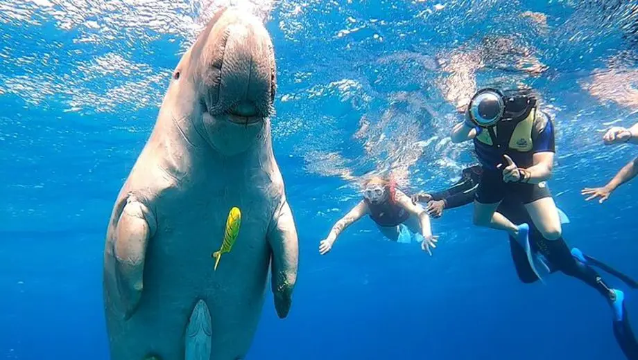 Dugong Boat Trip